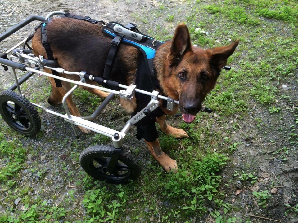 A Dog’s Journey