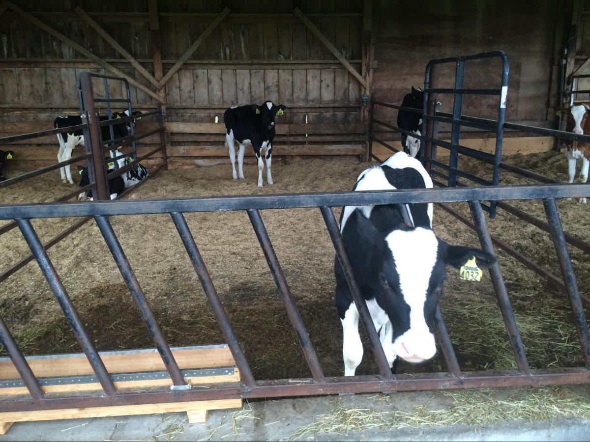 Udderly Crazy 4-H Club