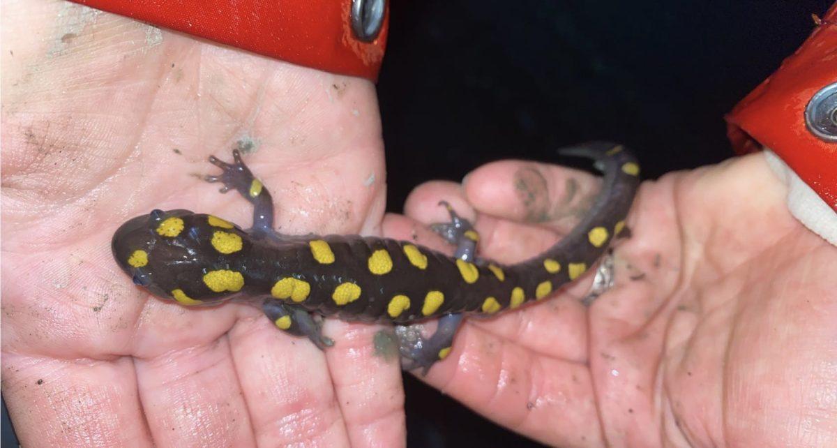 ‘Big Night’: Vermont’s Amphibious Secret